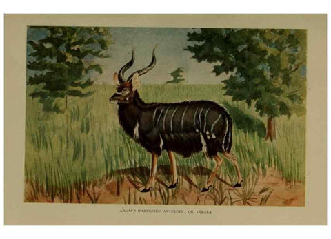Reproducción/Reproduction 7171948384: The life of animals;. London,Macmillan & co., ltd.,1906.