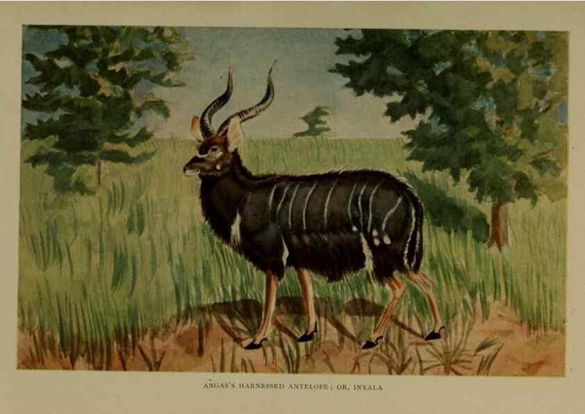 Reproducción/Reproduction 7171948384: The life of animals;. London,Macmillan & co., ltd.,1906.
