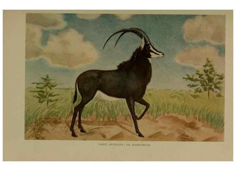 Reproducción/Reproduction 7171949394: The life of animals;. London,Macmillan & co., ltd.,1906.
