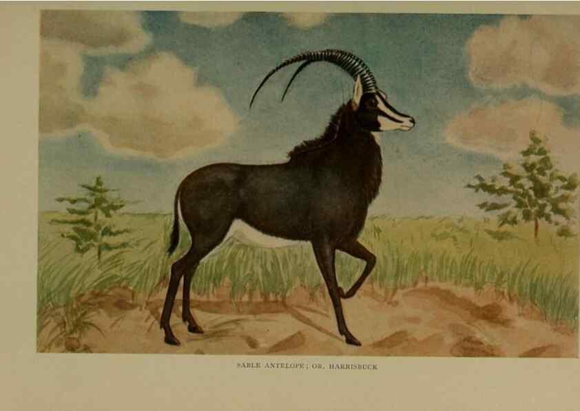 Reproducción/Reproduction 7171949394: The life of animals;. London,Macmillan & co., ltd.,1906.