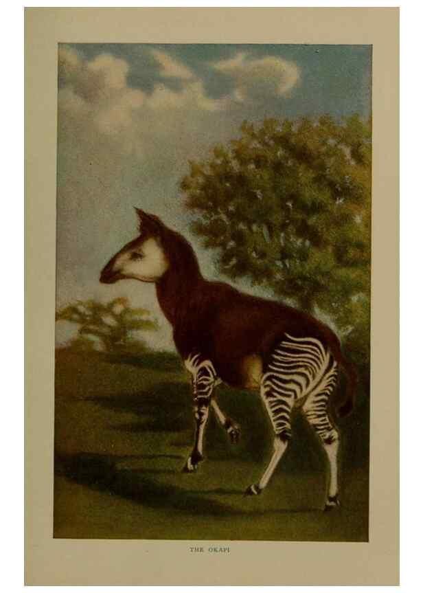 Reproducción/Reproduction 7171950698: The life of animals;. London,Macmillan & co., ltd.,1906.
