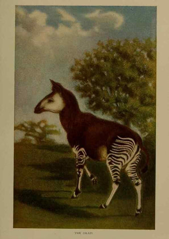 Reproducción/Reproduction 7171950698: The life of animals;. London,Macmillan & co., ltd.,1906.