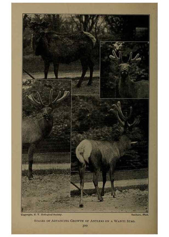 Reproducción/Reproduction 7171951852: The life of animals;. London,Macmillan & co., ltd.,1906.