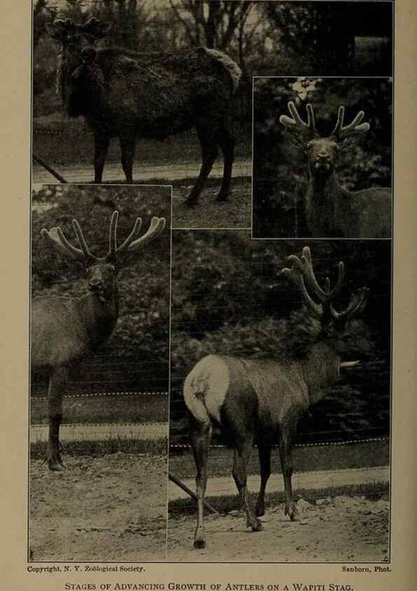 Reproducción/Reproduction 7171951852: The life of animals;. London,Macmillan & co., ltd.,1906.