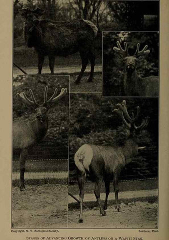 Reproducción/Reproduction 7171951852: The life of animals;. London,Macmillan & co., ltd.,1906.