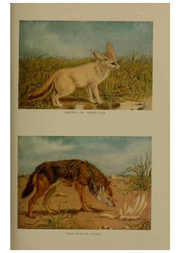 Reproducción/Reproduction 7171943862: The life of animals;. London,Macmillan & co., ltd.,1906.