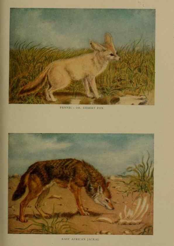 Reproducción/Reproduction 7171943862: The life of animals;. London,Macmillan & co., ltd.,1906.