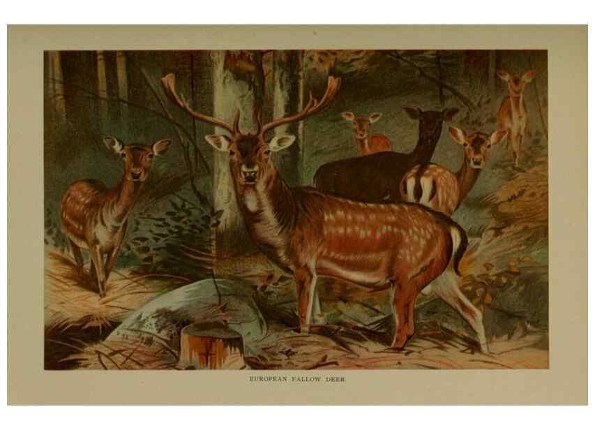 Reproducción/Reproduction 7171952698: The life of animals;. London,Macmillan & co., ltd.,1906.