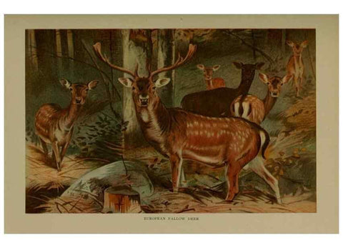 Reproducción/Reproduction 7171952698: The life of animals;. London,Macmillan & co., ltd.,1906.