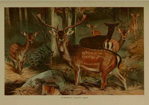 Reproducción/Reproduction 7171952698: The life of animals;. London,Macmillan & co., ltd.,1906.