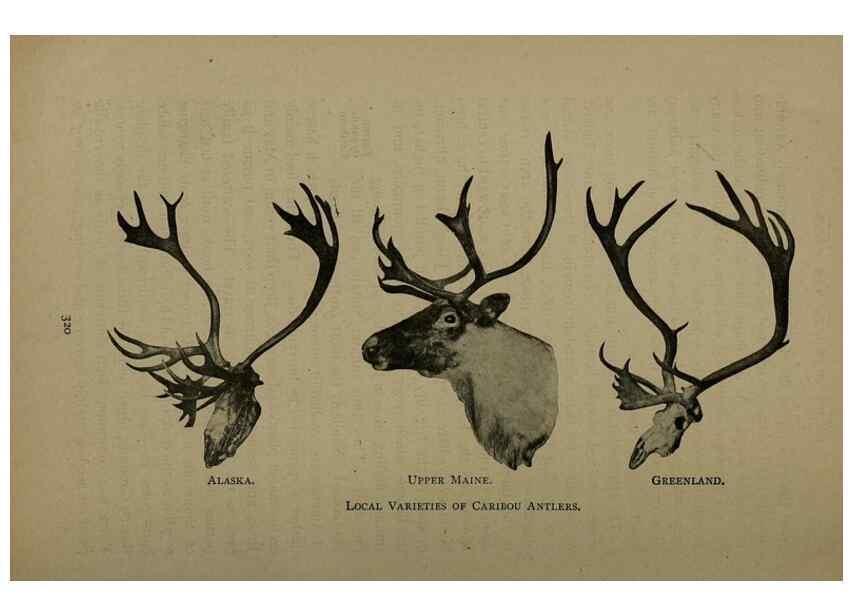 Reproducción/Reproduction 7171954782: The life of animals;. London,Macmillan & co., ltd.,1906.