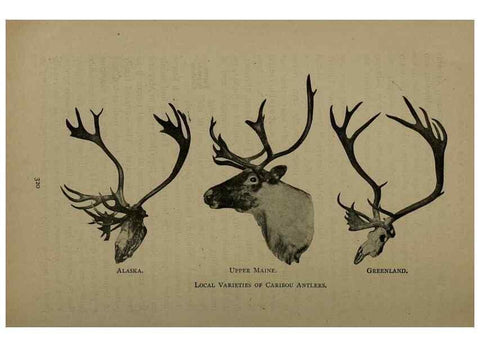 Reproducción/Reproduction 7171954782: The life of animals;. London,Macmillan & co., ltd.,1906.