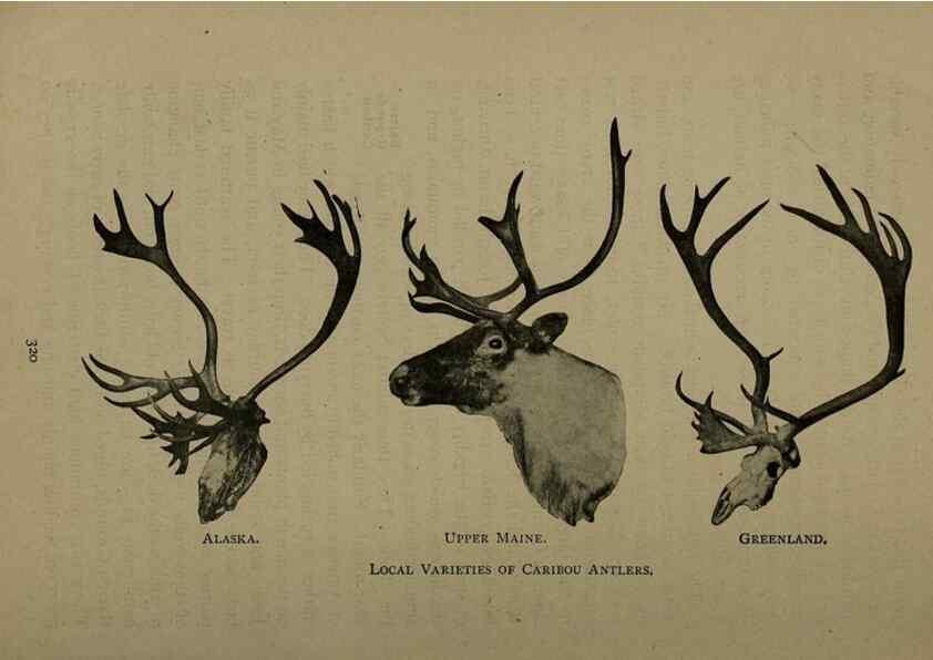 Reproducción/Reproduction 7171954782: The life of animals;. London,Macmillan & co., ltd.,1906.