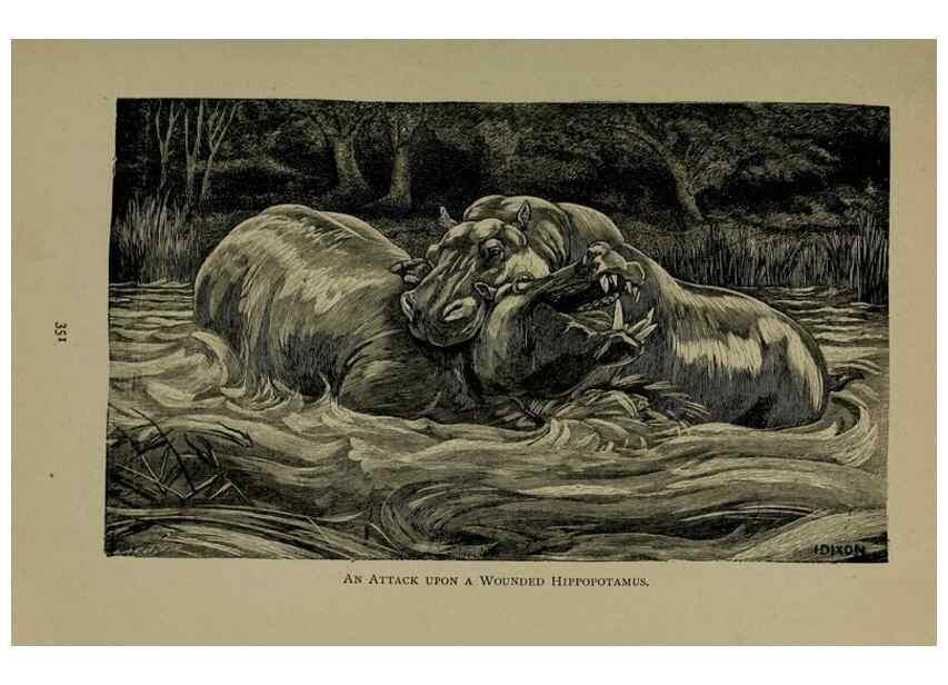 Reproducción/Reproduction 7171955674: The life of animals;. London,Macmillan & co., ltd.,1906.