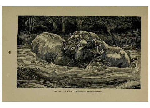Reproducción/Reproduction 7171955674: The life of animals;. London,Macmillan & co., ltd.,1906.