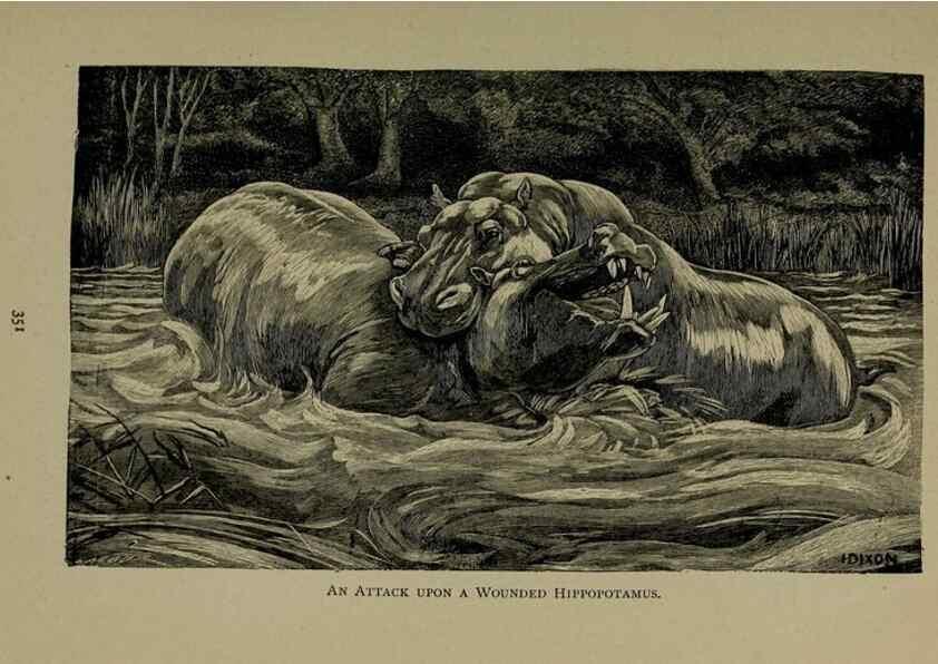 Reproducción/Reproduction 7171955674: The life of animals;. London,Macmillan & co., ltd.,1906.
