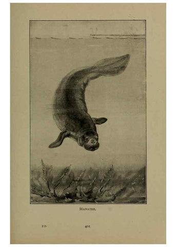 Reproducción/Reproduction 7171958654: The life of animals;. London,Macmillan & co., ltd.,1906.