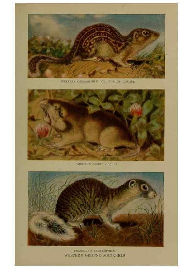 Reproducción/Reproduction 7171959926: The life of animals;. London,Macmillan & co., ltd.,1906.