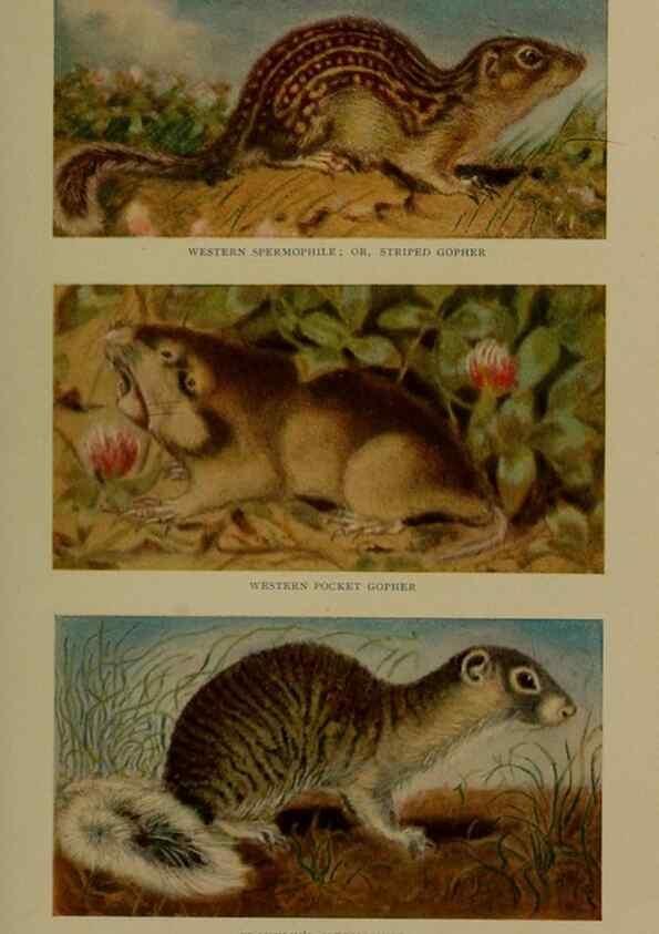 Reproducción/Reproduction 7171959926: The life of animals;. London,Macmillan & co., ltd.,1906.
