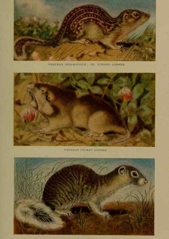 Reproducción/Reproduction 7171959926: The life of animals;. London,Macmillan & co., ltd.,1906.