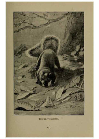 Reproducción/Reproduction 7171960862: The life of animals;. London,Macmillan & co., ltd.,1906.