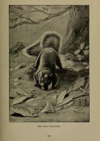 Reproducción/Reproduction 7171960862: The life of animals;. London,Macmillan & co., ltd.,1906.