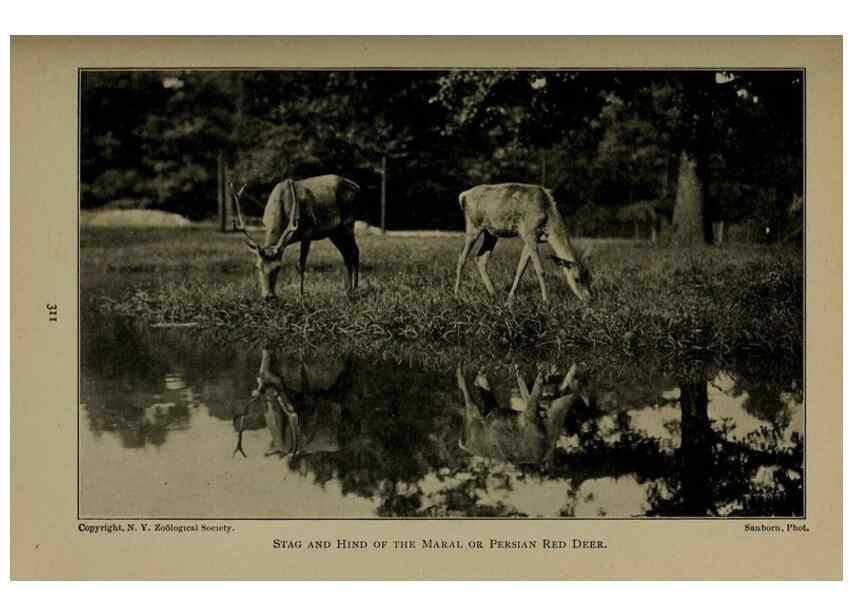 Reproducción/Reproduction 7171953900: The life of animals;. London,Macmillan & co., ltd.,1906.