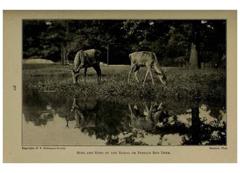 Reproducción/Reproduction 7171953900: The life of animals;. London,Macmillan & co., ltd.,1906.