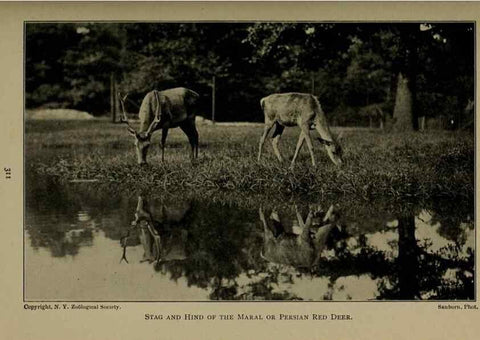 Reproducción/Reproduction 7171953900: The life of animals;. London,Macmillan & co., ltd.,1906.