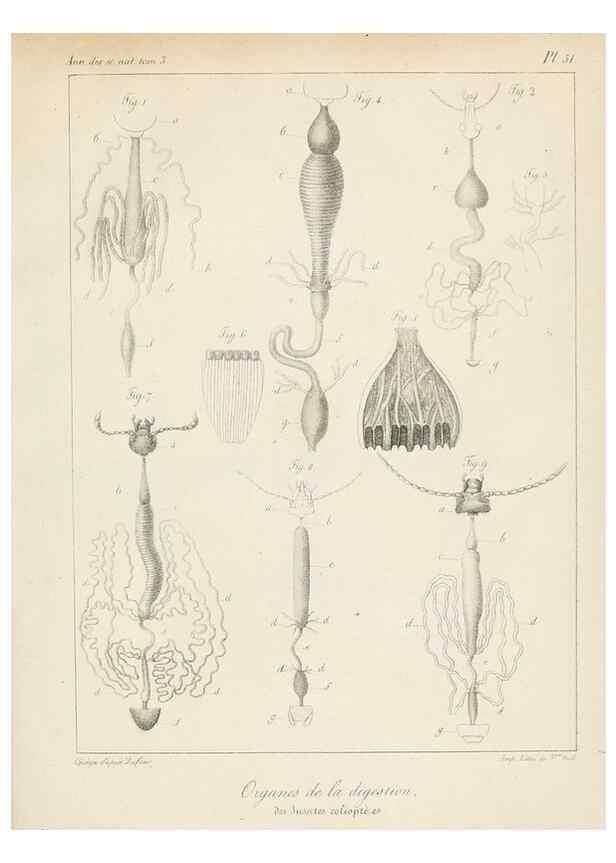 Reproducción/Reproduction 7165215570: Annales des sciences naturelles :. Paris :Crochard