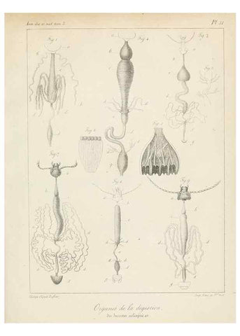 Reproducción/Reproduction 7165215570: Annales des sciences naturelles :. Paris :Crochard