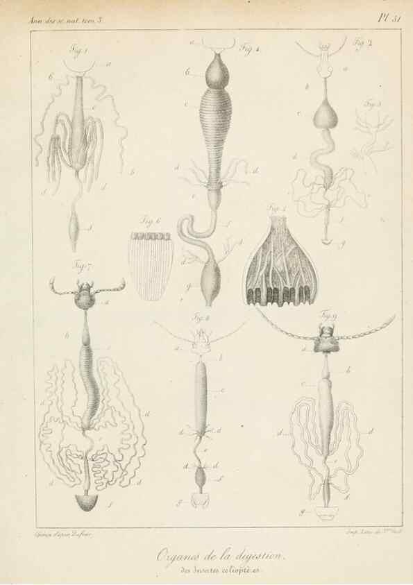 Reproducción/Reproduction 7165215570: Annales des sciences naturelles :. Paris :Crochard