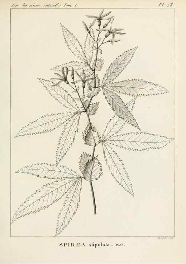 Reproducción/Reproduction 7165138588: Annales des sciences naturelles :. Paris :Crochard