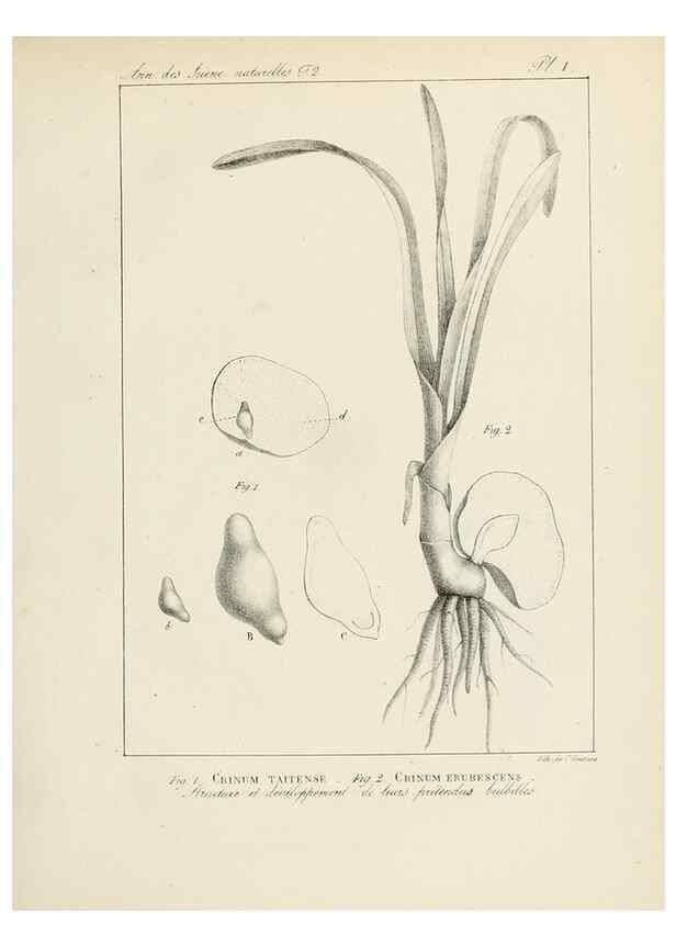 Reproducción/Reproduction 7165139980: Annales des sciences naturelles :. Paris :Crochard