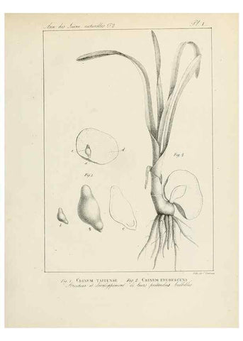Reproducción/Reproduction 7165139980: Annales des sciences naturelles :. Paris :Crochard