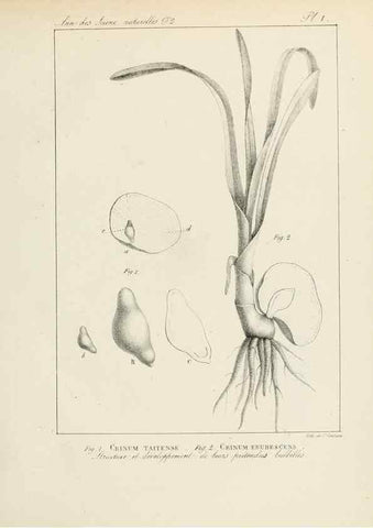 Reproducción/Reproduction 7165139980: Annales des sciences naturelles :. Paris :Crochard