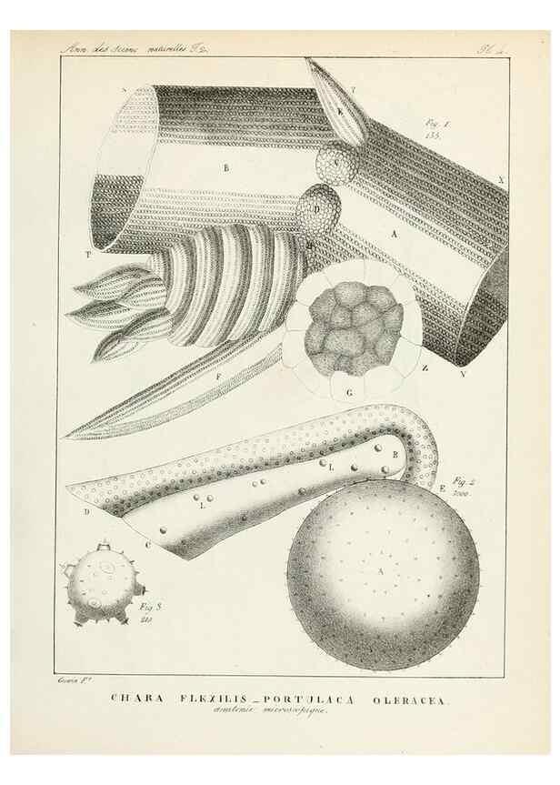 Reproducción/Reproduction 7165144770: Annales des sciences naturelles :. Paris :Crochard