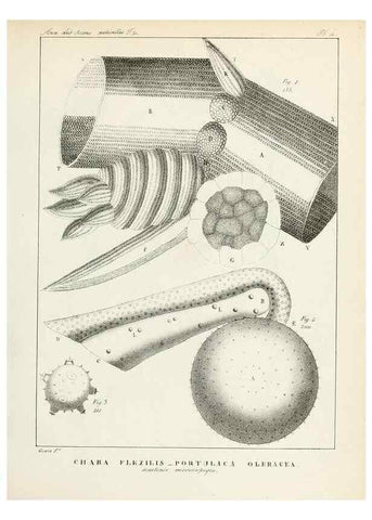 Reproducción/Reproduction 7165144770: Annales des sciences naturelles :. Paris :Crochard