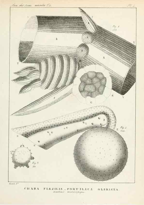 Reproducción/Reproduction 7165144770: Annales des sciences naturelles :. Paris :Crochard
