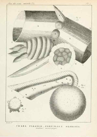 Reproducción/Reproduction 7165144770: Annales des sciences naturelles :. Paris :Crochard