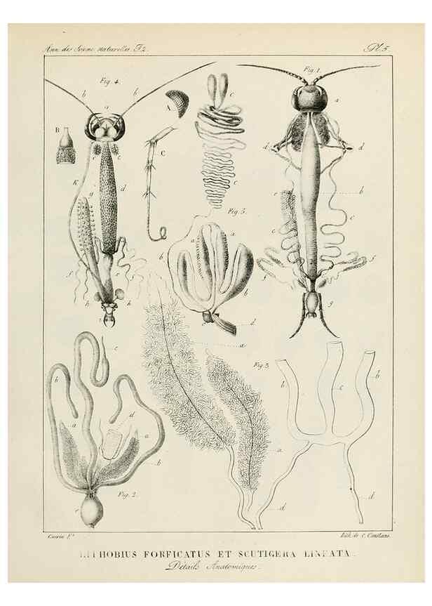 Reproducción/Reproduction 7165146240: Annales des sciences naturelles :. Paris :Crochard