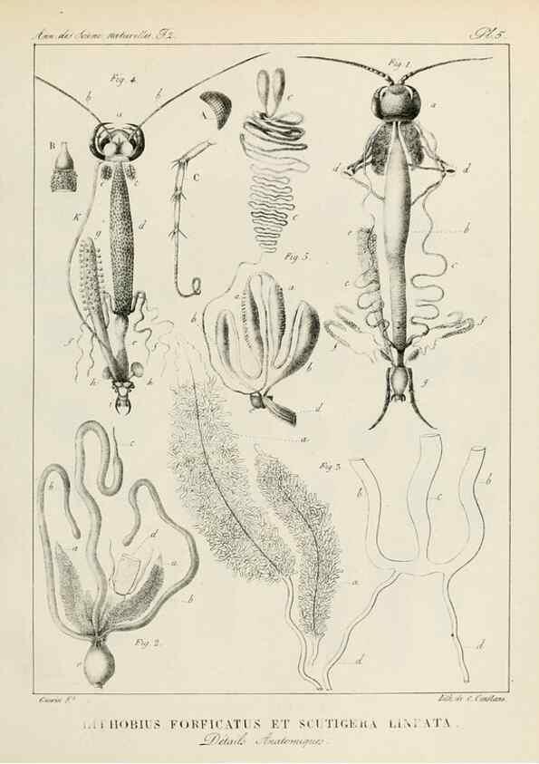 Reproducción/Reproduction 7165146240: Annales des sciences naturelles :. Paris :Crochard