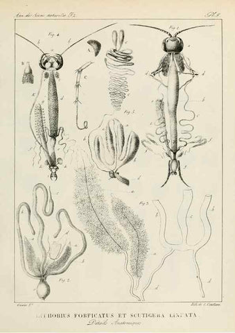 Reproducción/Reproduction 7165146240: Annales des sciences naturelles :. Paris :Crochard