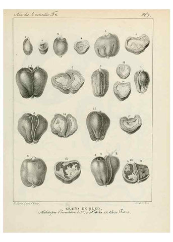 Reproducción/Reproduction 7165148798: Annales des sciences naturelles :. Paris :Crochard