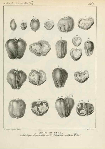 Reproducción/Reproduction 7165148798: Annales des sciences naturelles :. Paris :Crochard