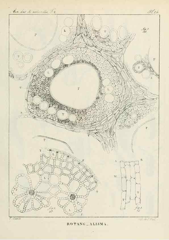 Reproducción/Reproduction 7165158744: Annales des sciences naturelles :. Paris :Crochard