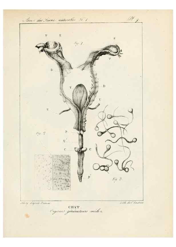 Reproducción/Reproduction 7165110254: Annales des sciences naturelles :. Paris :Crochard