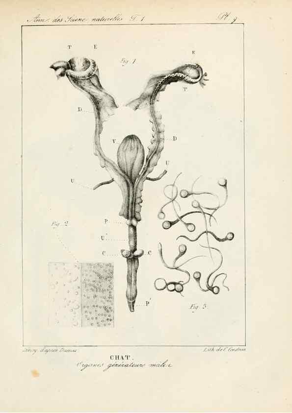 Reproducción/Reproduction 7165110254: Annales des sciences naturelles :. Paris :Crochard