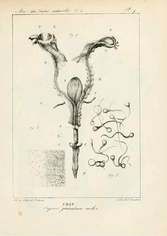 Reproducción/Reproduction 7165110254: Annales des sciences naturelles :. Paris :Crochard