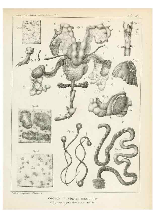 Reproducción/Reproduction 7165113464: Annales des sciences naturelles :. Paris :Crochard